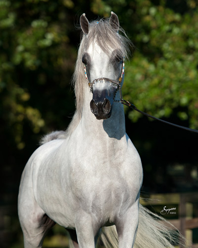 Kamal Ibn Adeed ( Al Adeed Al Shaqab x NF Bint Sajha )